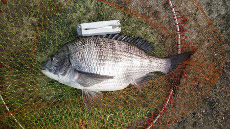 乗っ込みシーズン